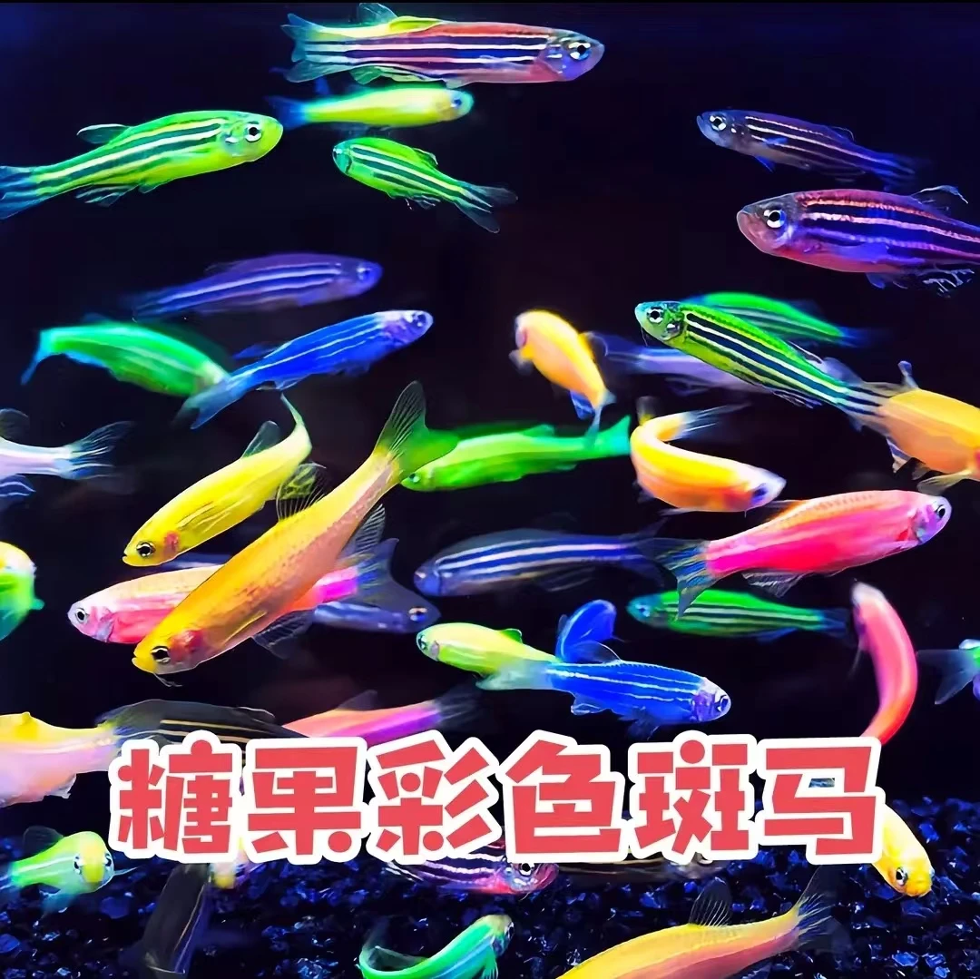 小型冷水观赏鱼七彩斑马鱼热带灯科鱼淡水鱼苗好养鲜活易活