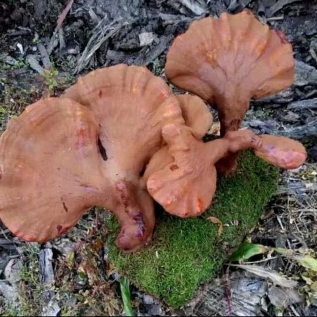 野生松衫灵菇(50克)包邮