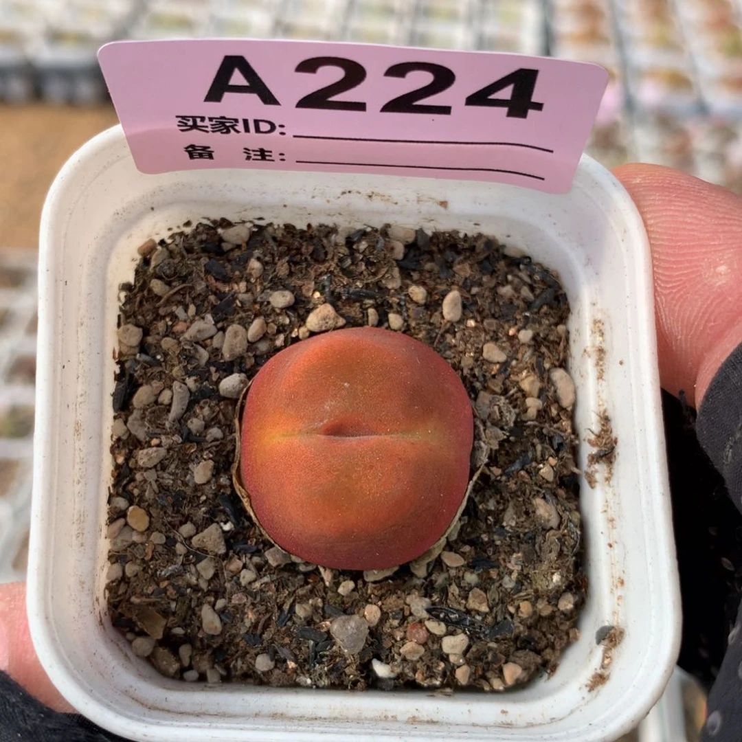 a224水蜜桃母本一颗
