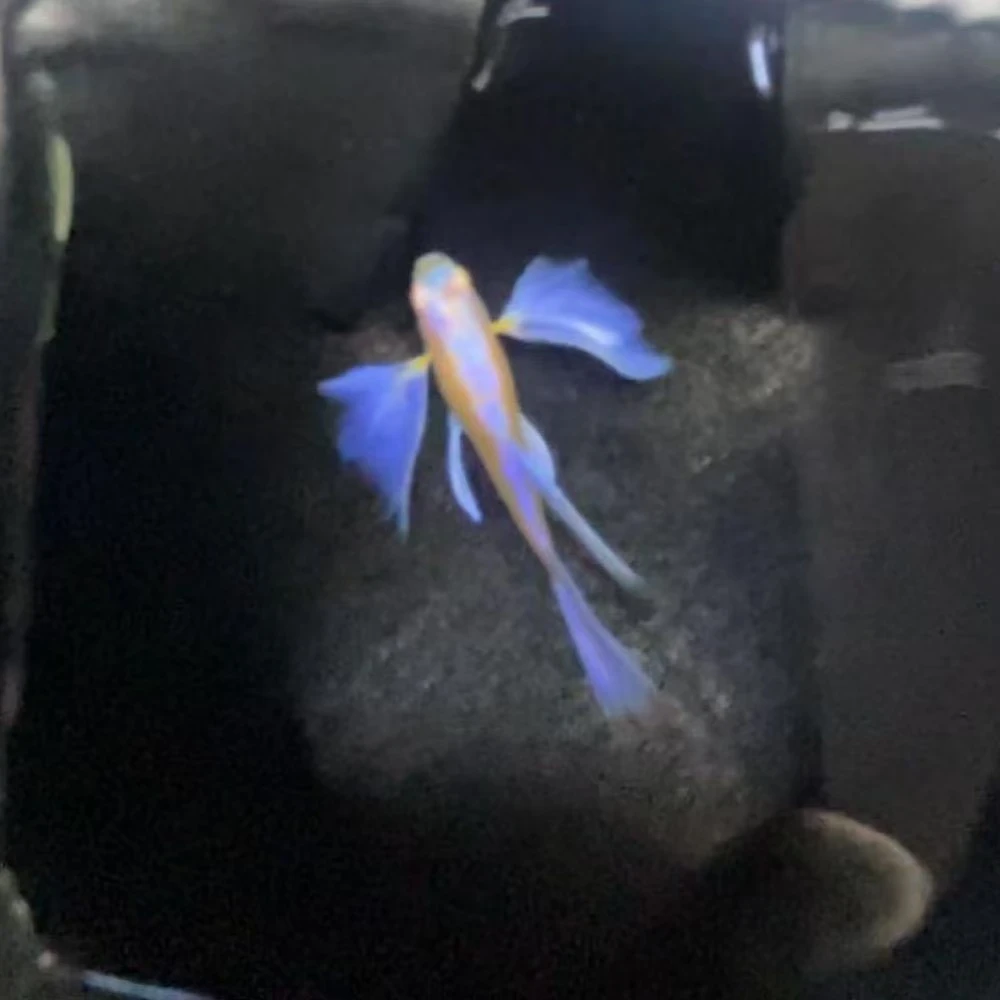 精品孔雀鱼一物一拍
