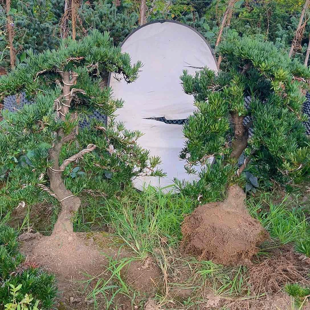 无花朵五***品小叶雀舌罗汉松