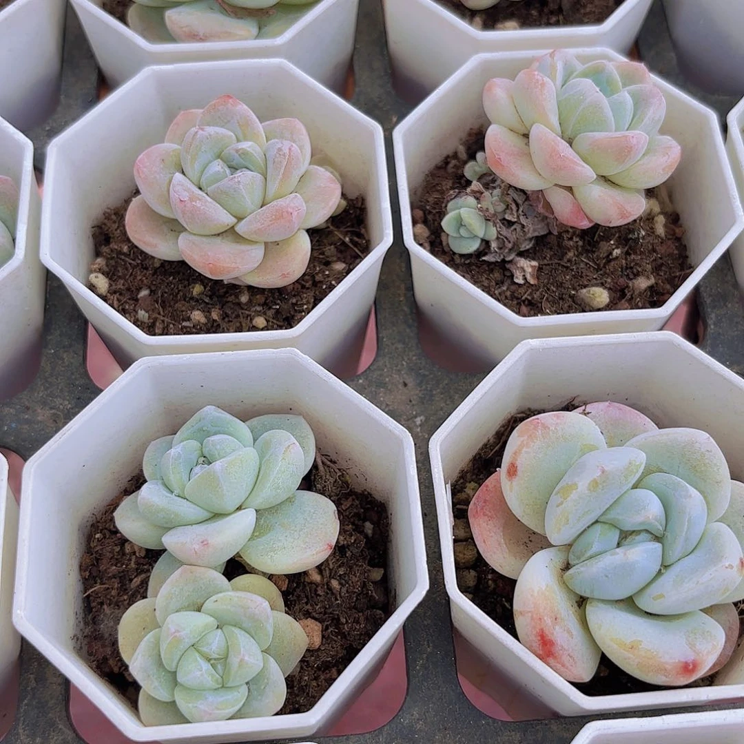 精品雪媚娘多肉植物