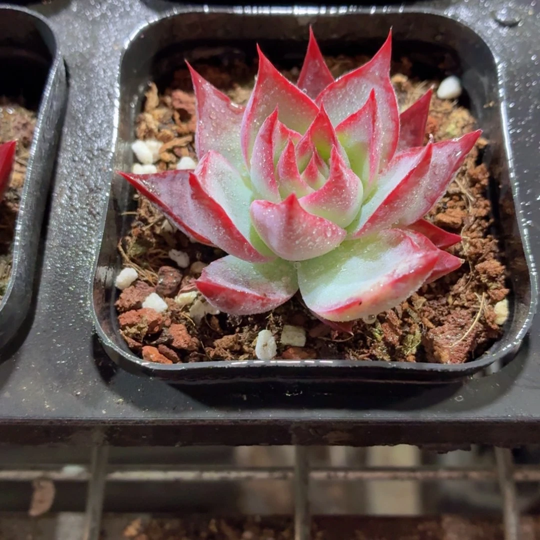 惊鸿仙子多肉9.9包邮发货