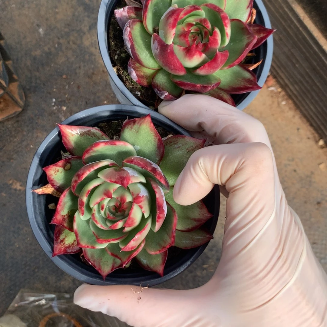 562号多肉植物2颗