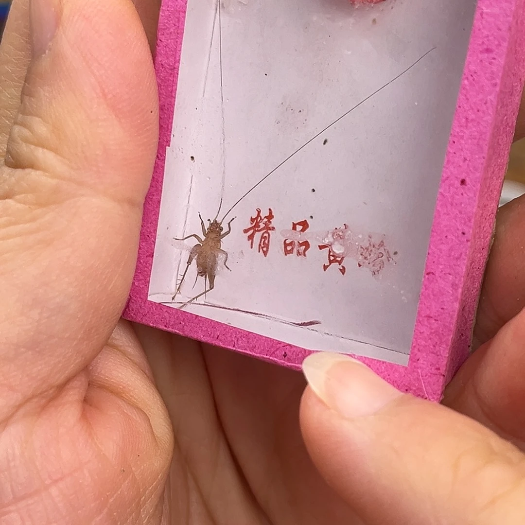 2条长须中黄铃哈哈