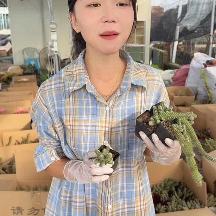 双面伊人5人（掉头掉崽不售后）