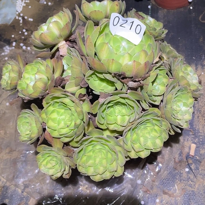 多肉植物法师210抹茶