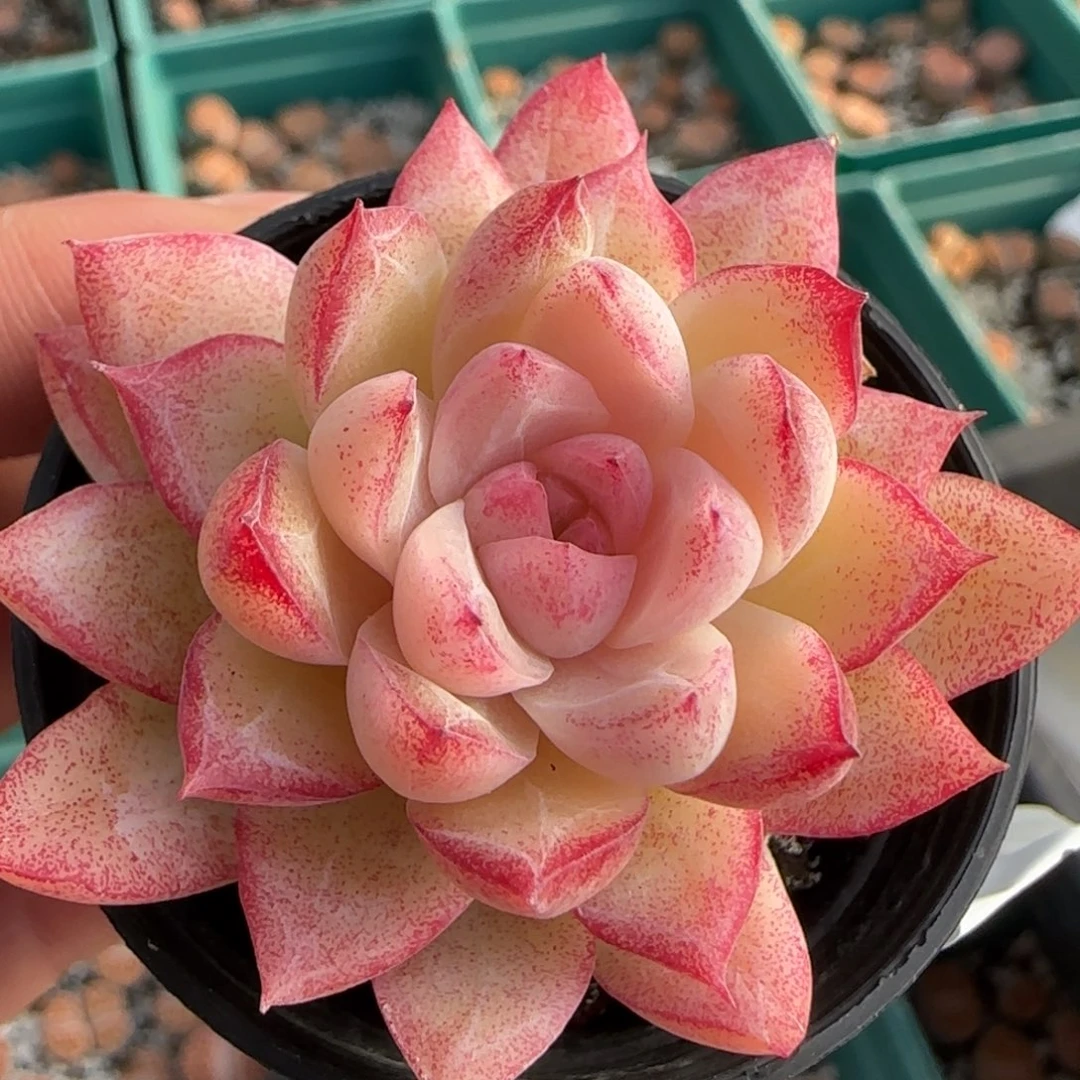 1.16，女王，景天9010