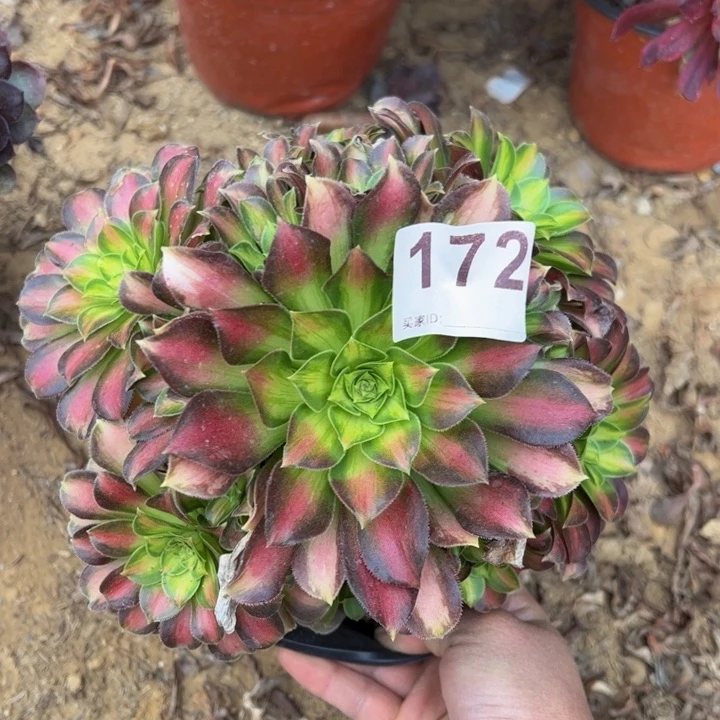 韶华多肉植物172