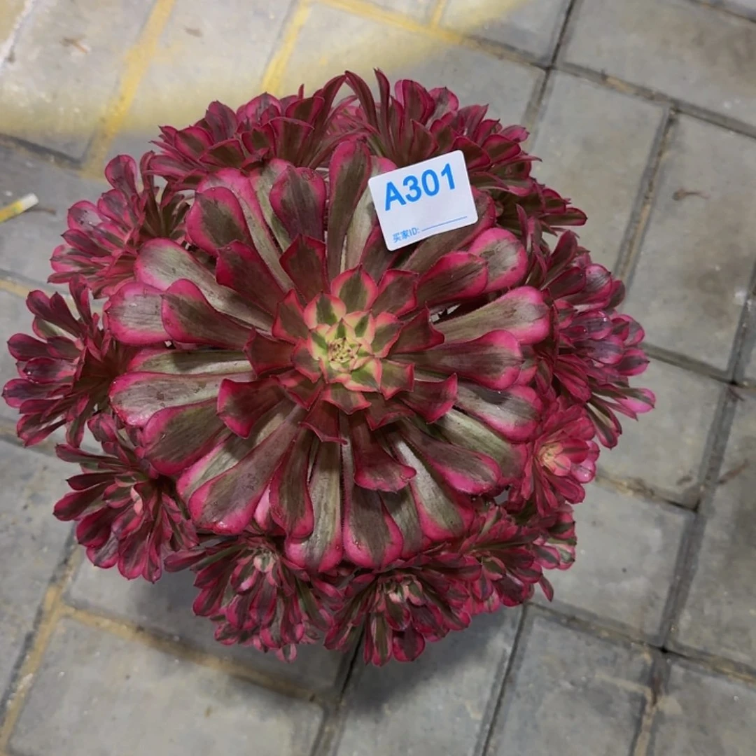 301红铜白4444冠服26左右