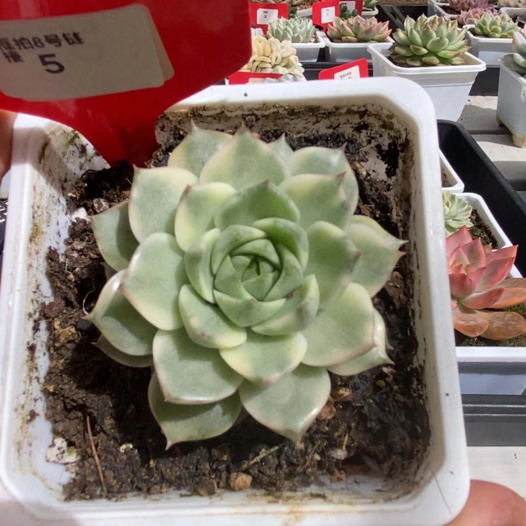 5号法比奥拉锦多肉