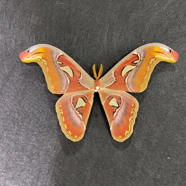 讨***块乌桕大蚕蛾带框的话