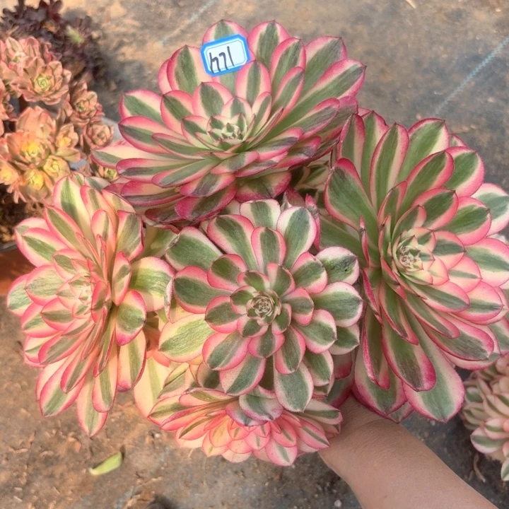 倾城丛林朵1771法师多肉