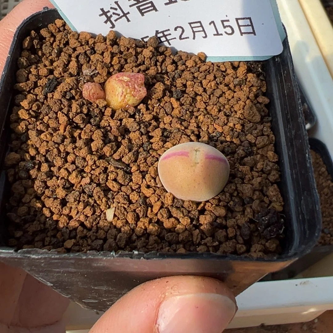 15-92肉锥多肉植物