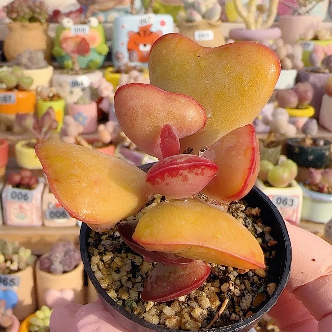 放款心 爱心水泡 盆口4cm