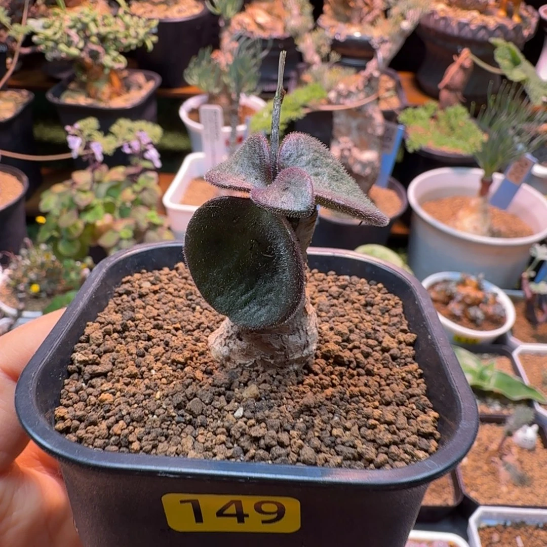 猪耳朵奇峰锦149 仙人掌