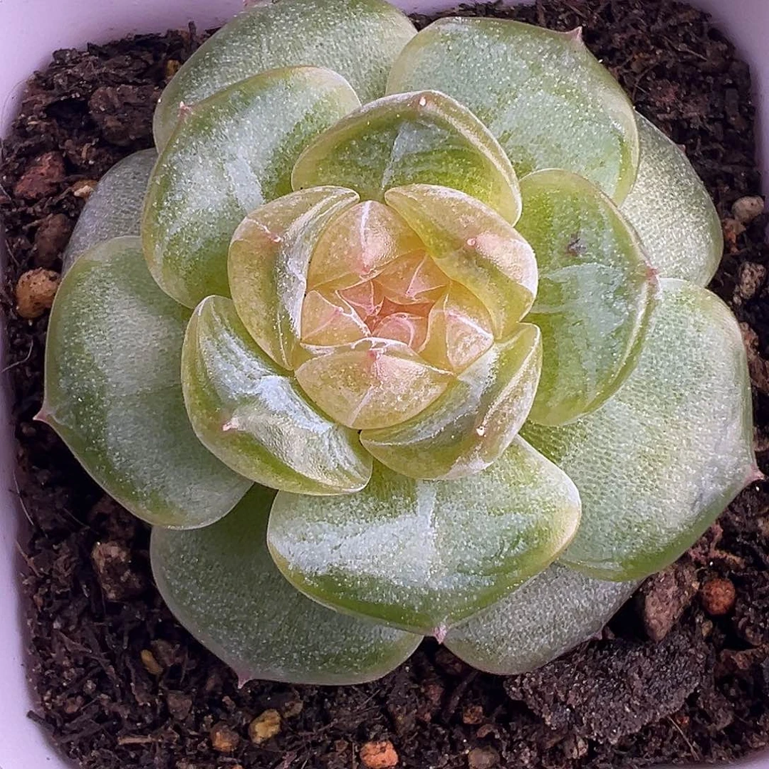 风花雪月。