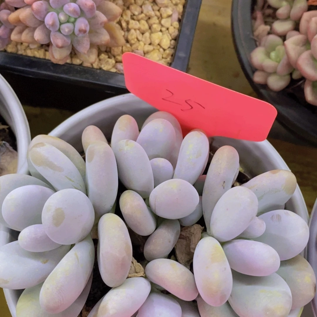 开心多肉，狂欢节，一物一拍