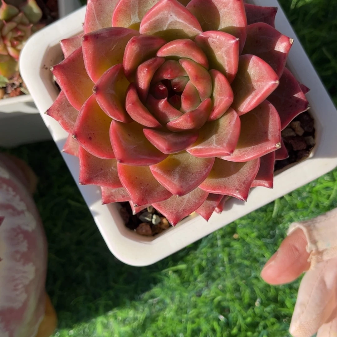 多肉植物0214 满30包邮