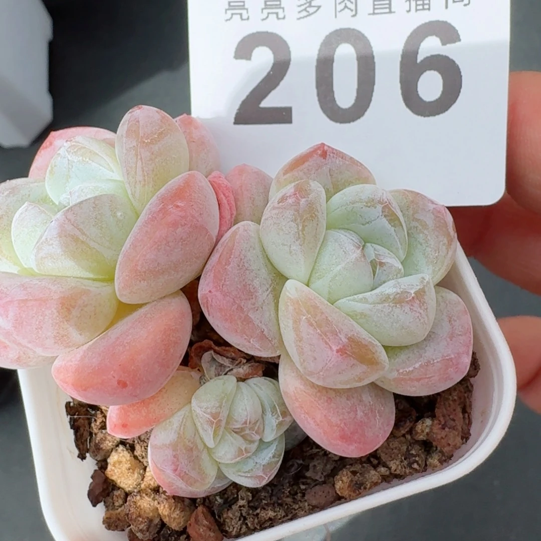 糖心冰玉            精美多肉植物