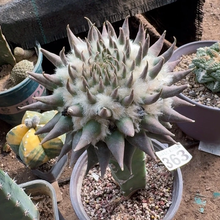 363苗接赤花龙牙牡丹