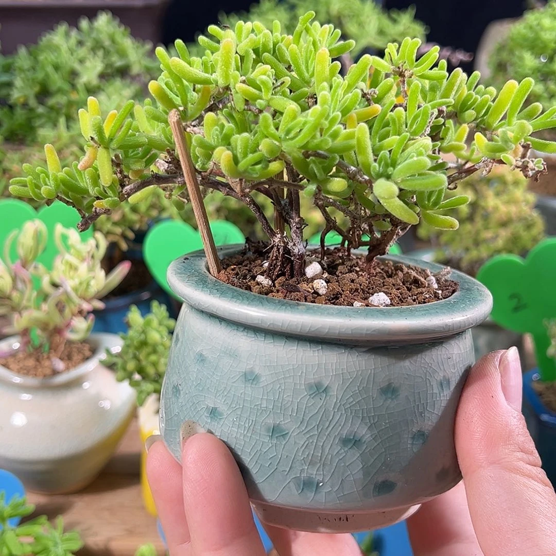 8荧光兔老桩带盆精致款