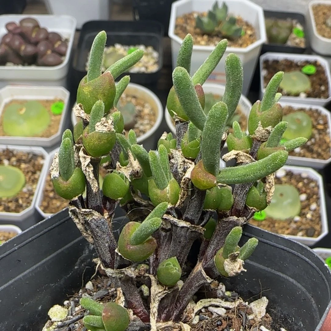 大兔子多肉植物823
