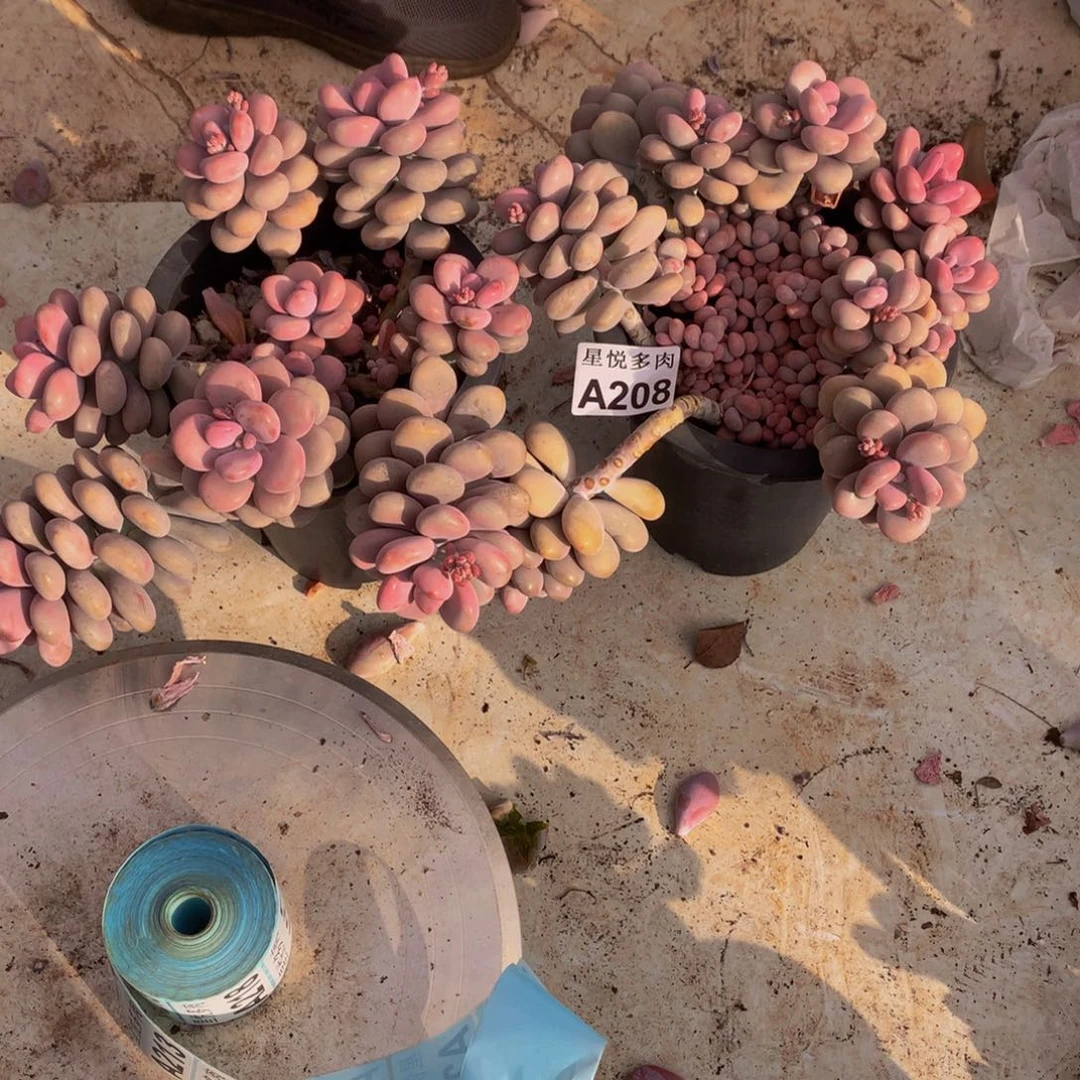 嵐*星悦多肉  A208