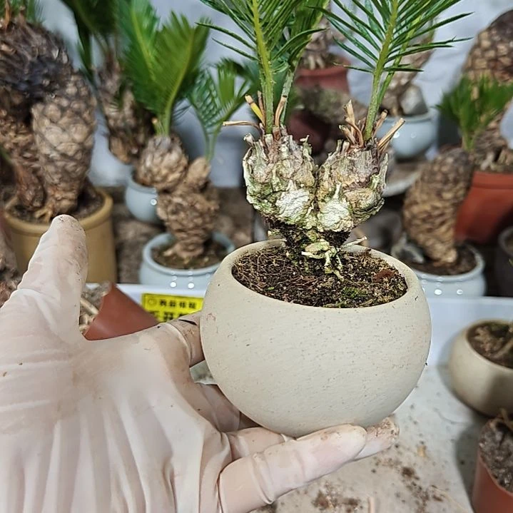 安***然无花朵白鳞铁盆景基地价