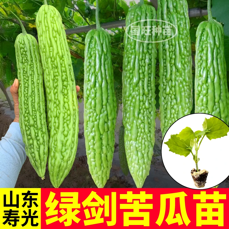寿光高产绿剑苦瓜苗秧珍珠疙瘩癞瓜白色苹果苦瓜种子四季盆栽抗病