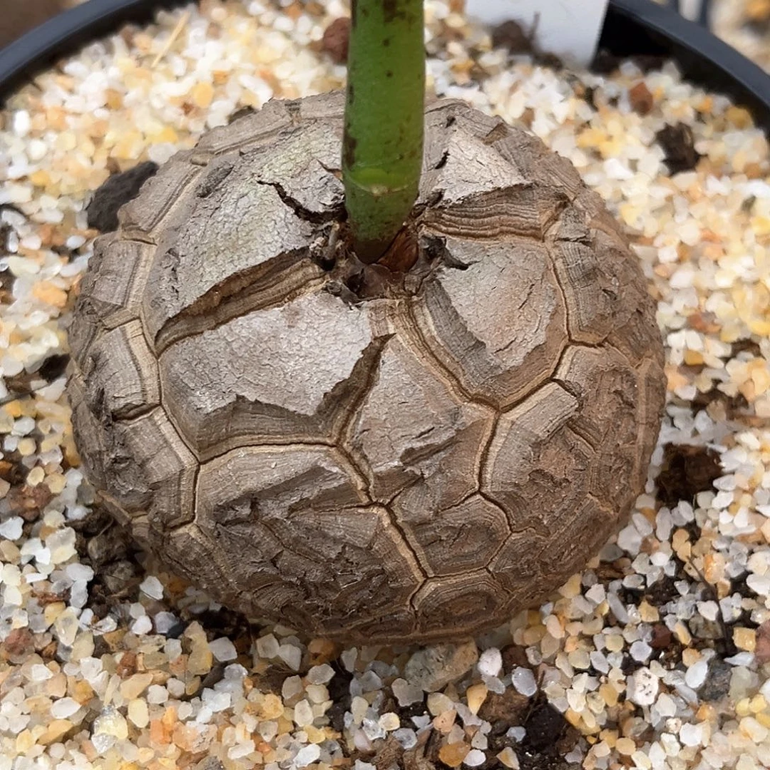 潮流植物精品南非龟，9055