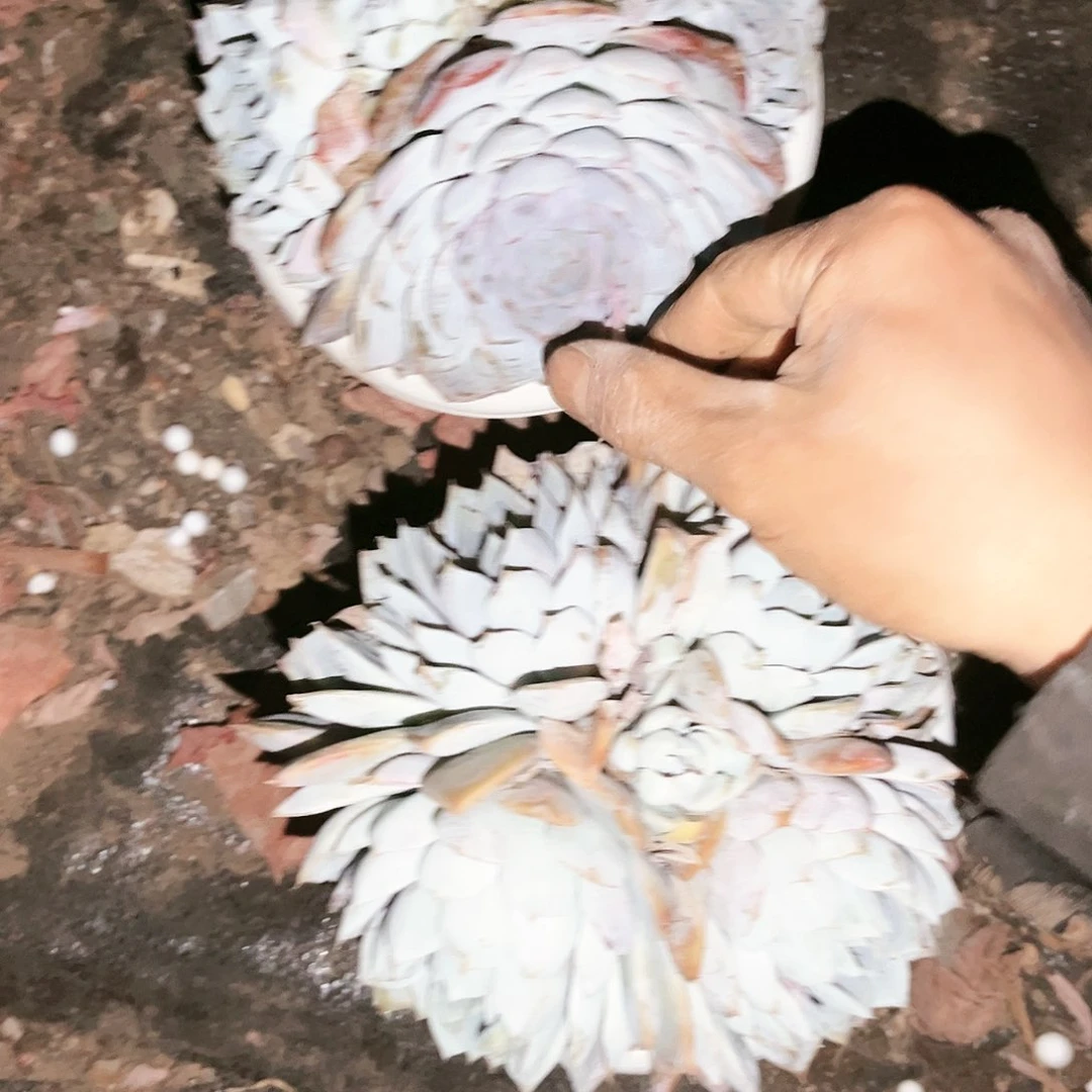 雪兔9.99多肉植物