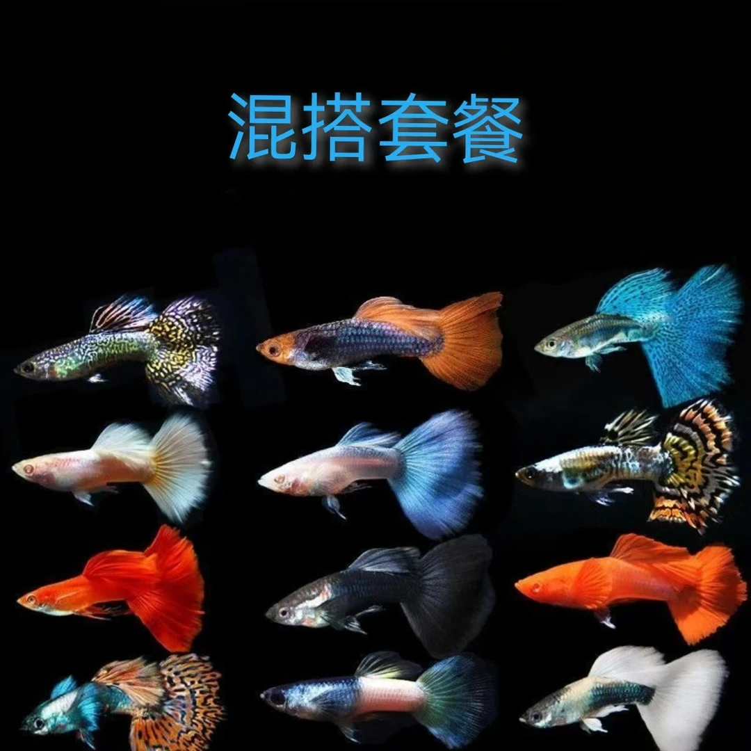 精品孔雀鱼 种鱼混搭套餐（录开箱视频找客服报损）