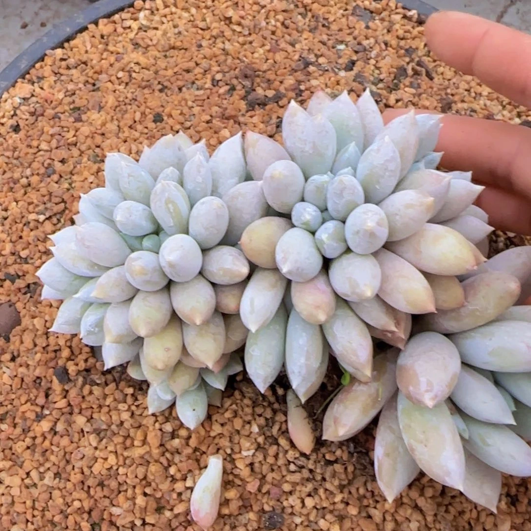 鲜鲜姐姐多肉植物