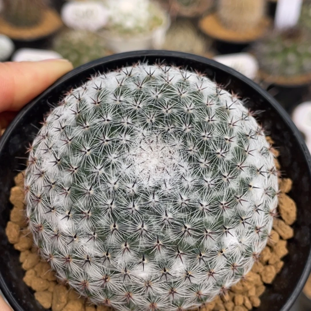 恋山彦        实生根