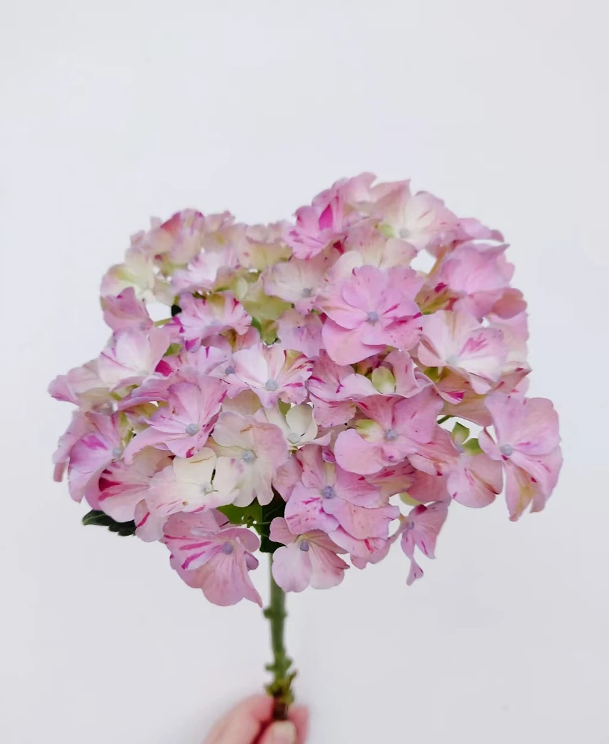 甜蜜幻想一点五加仑大花绣球花盆栽新手喜水易养护阳台庭院花