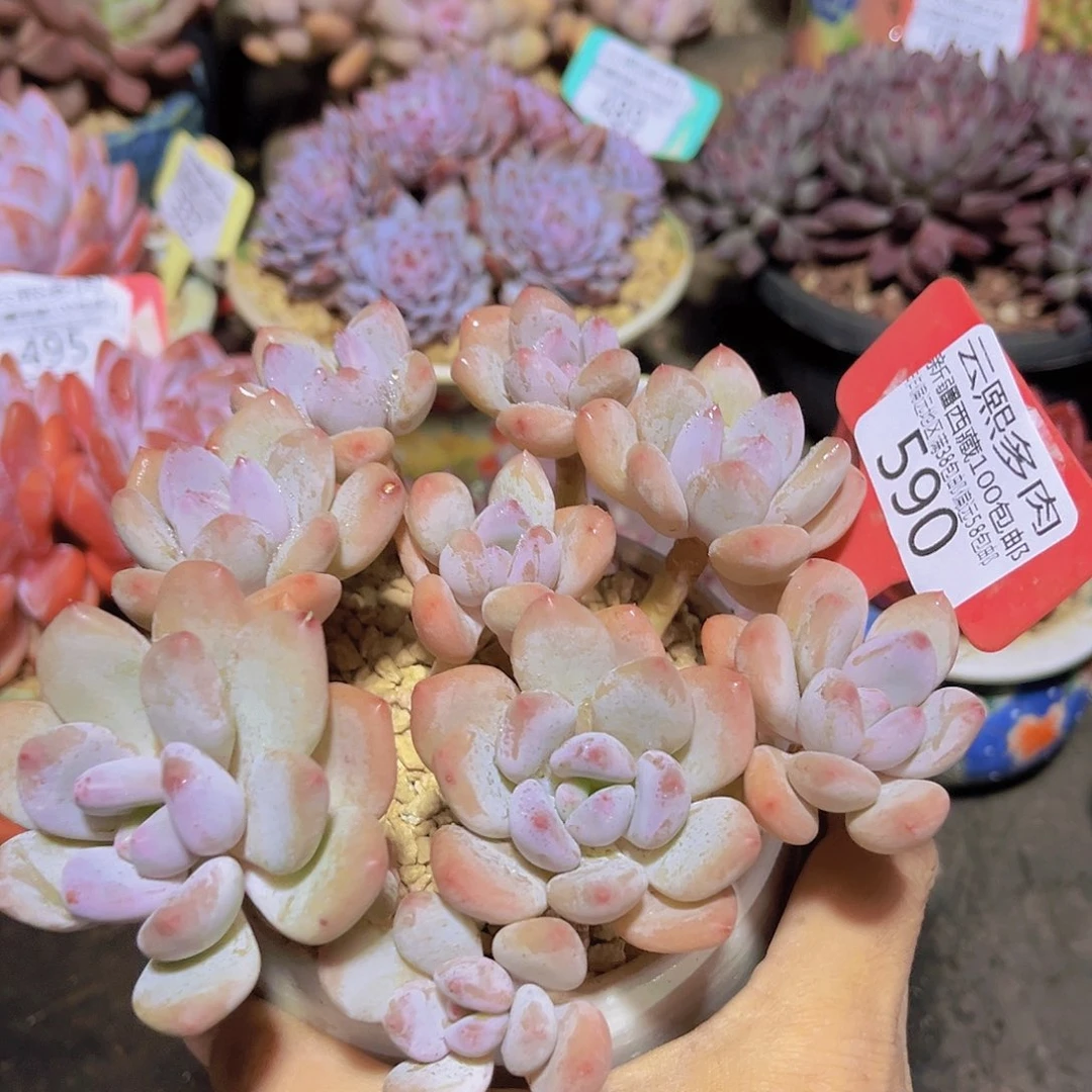 590珍舞美人多肉植物