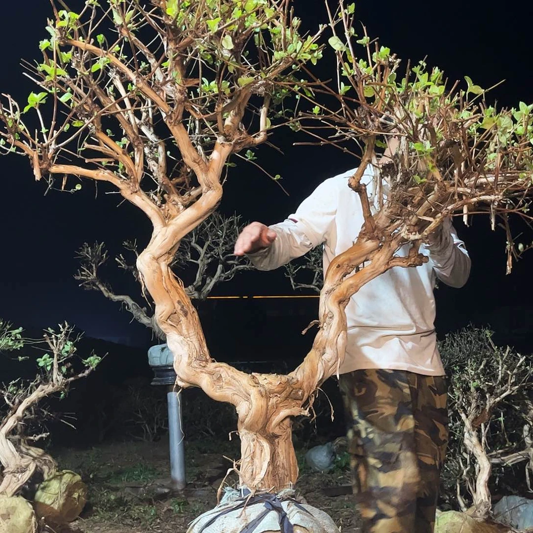 当前无花栽培后可以开花