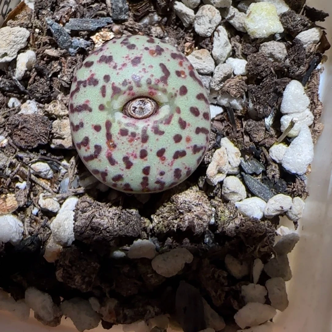 肉锥多肉植物百科-紫纹黑点安贞984