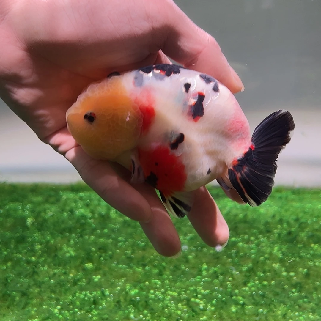 狮头鱼木木与兰寿金鱼福利