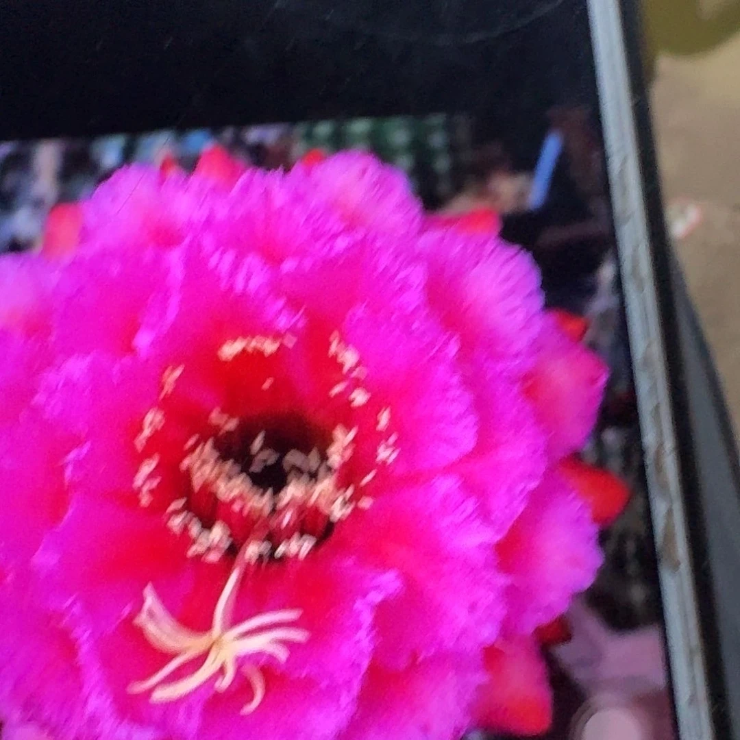 流苏侧芽5公分毛花柱