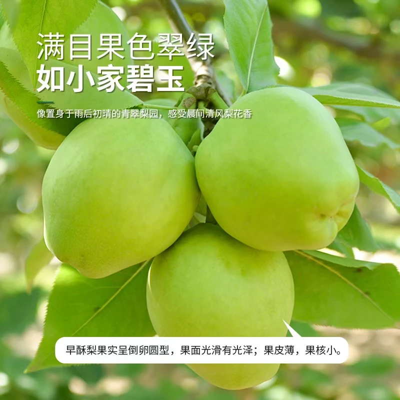 甘肃条山农场早酥梨新鲜多汁