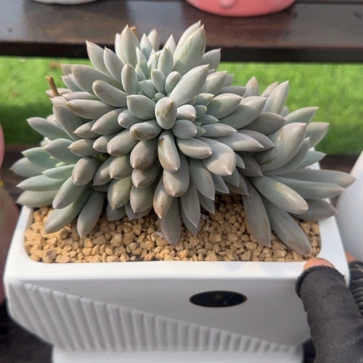 红体哥特缀化多肉植物