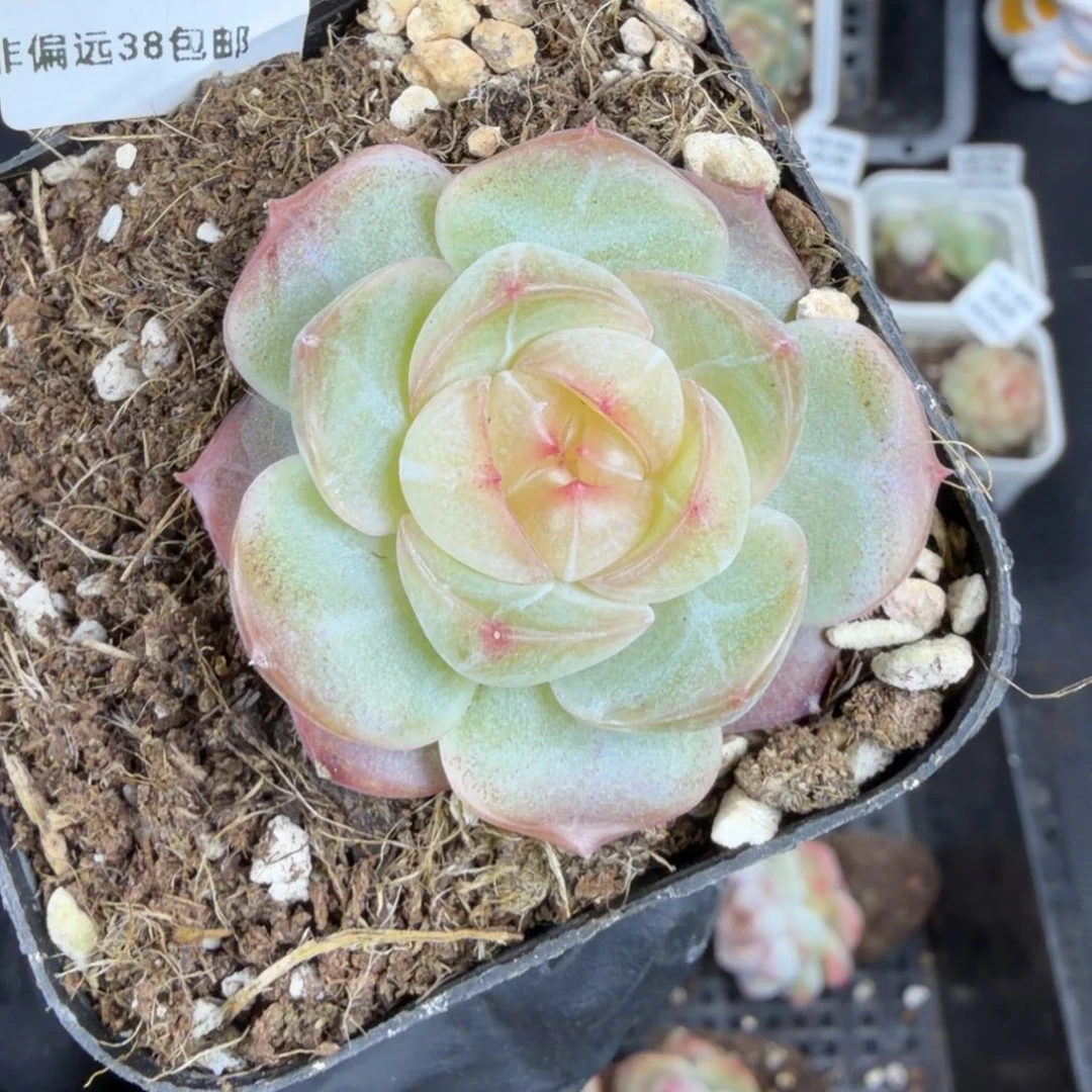小***汐东篱下多肉植物21