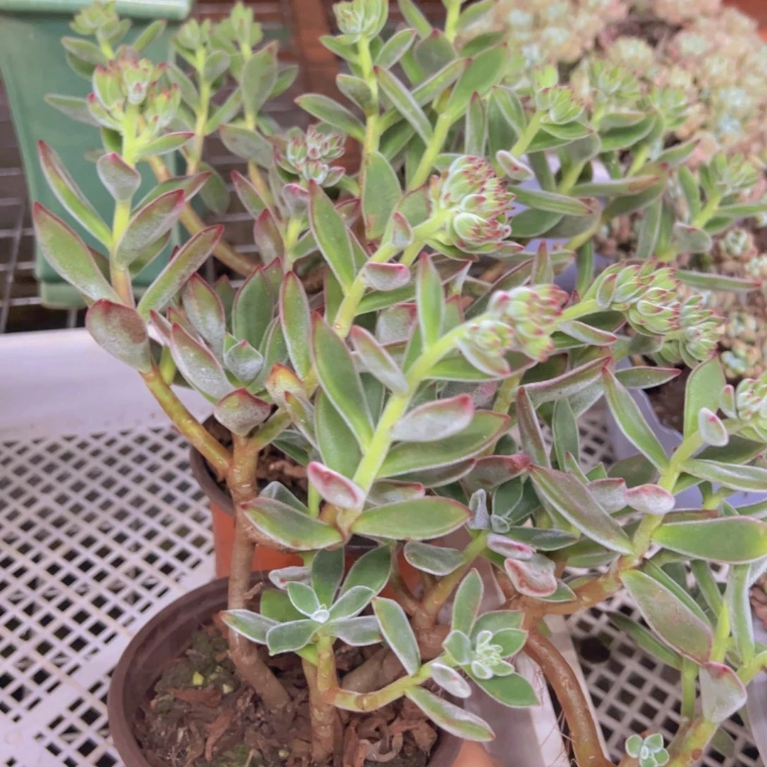 红兔儿整装整群两盆