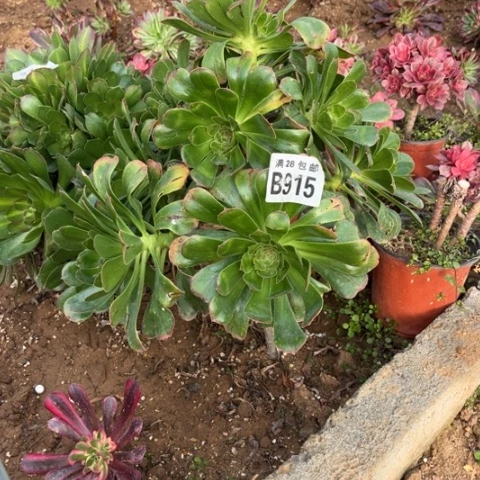 915拉丝锦不包断枝