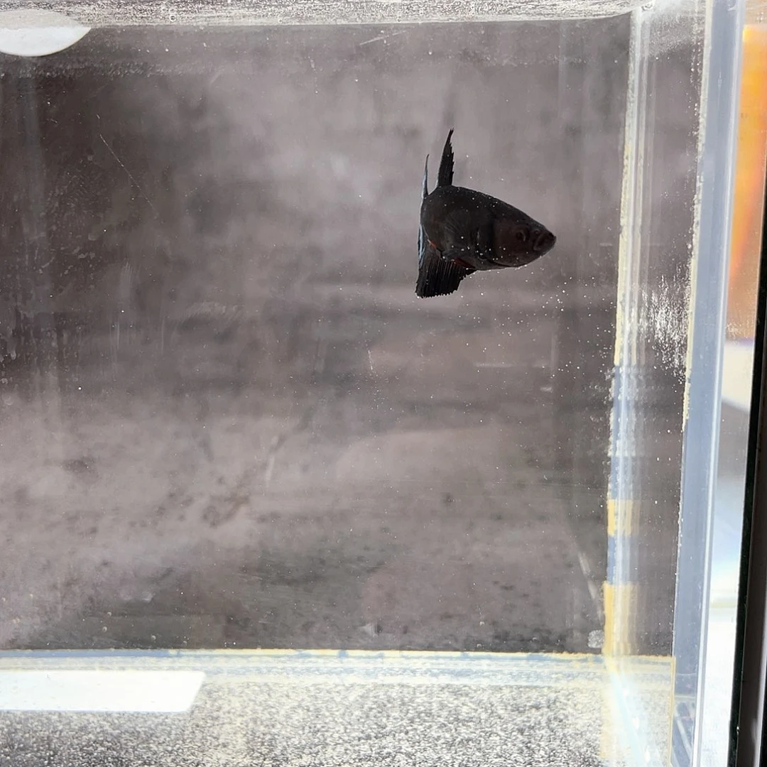 斗鱼印尼斗鱼01满50包邮