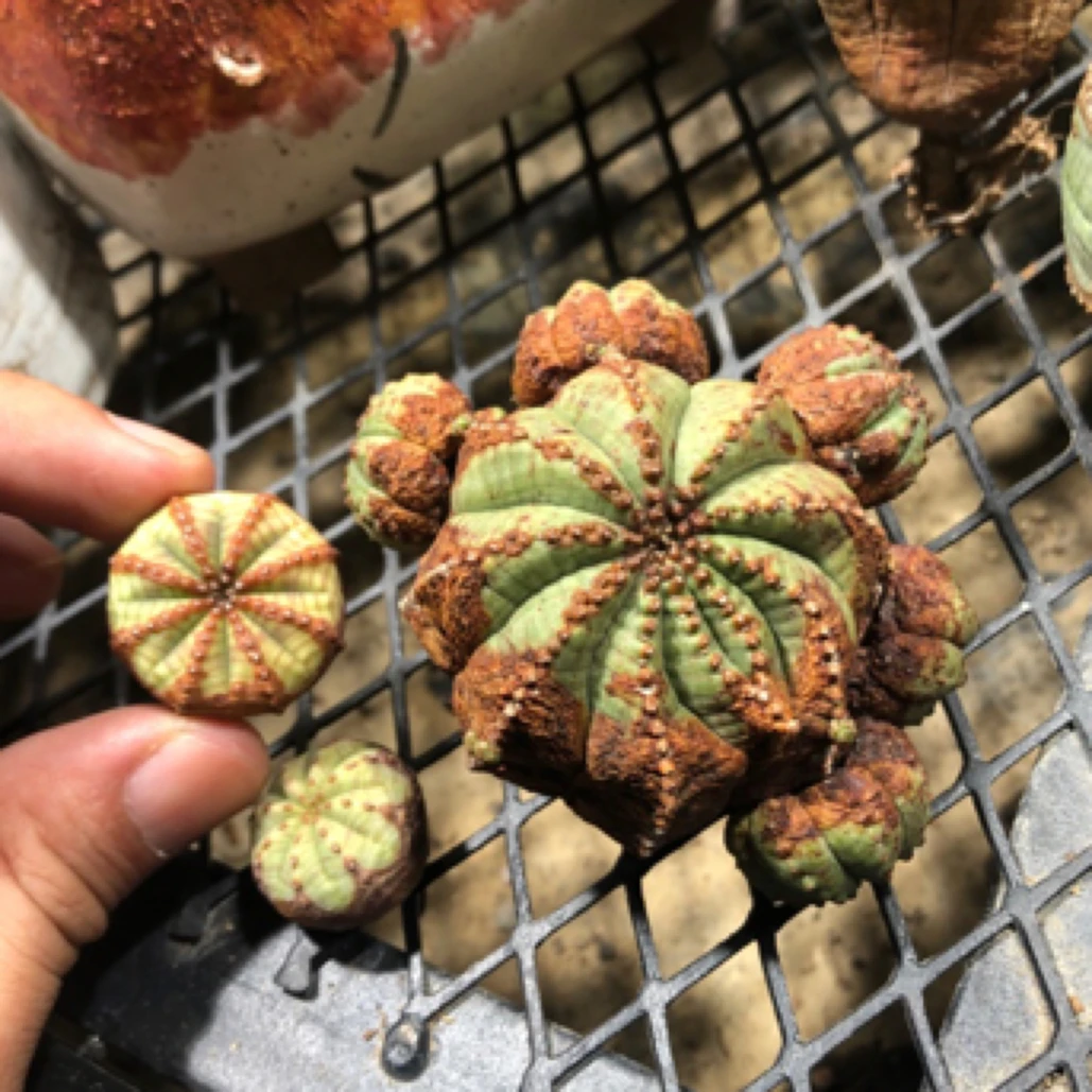 欧系实生布纹球三颗一起 一物一拍