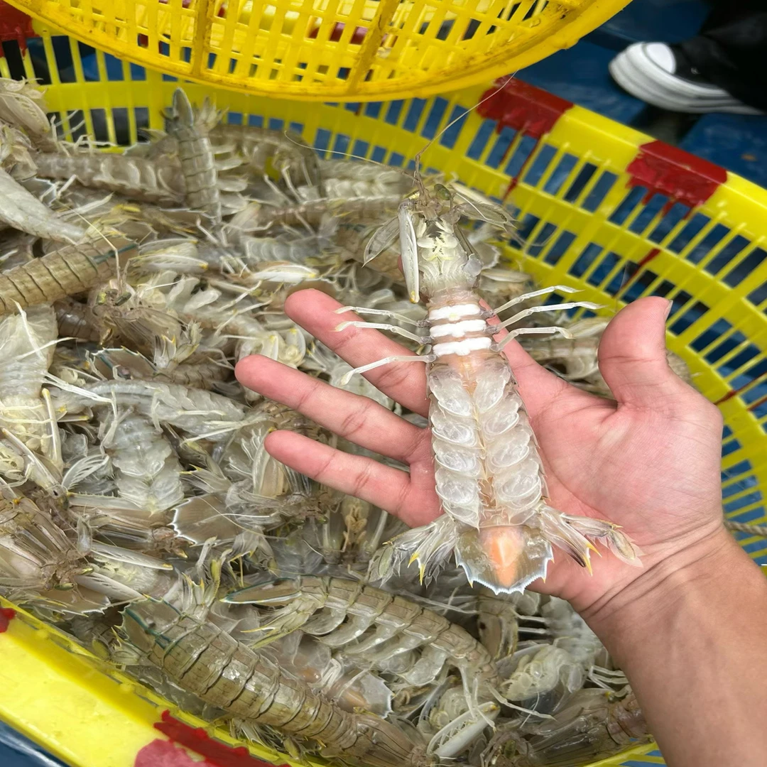 北海野生皮皮虾 濑尿虾 爬爬虾 鲜活煮熟发货 顺丰直达