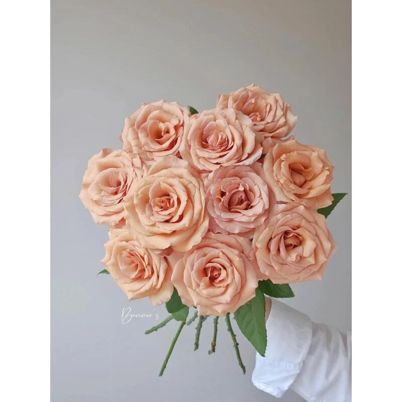 莫泊单头玫瑰（两单顺丰）